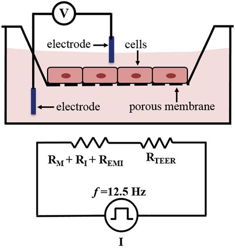 Measuring Trans Epithelial Electrical Resistances (TEER).